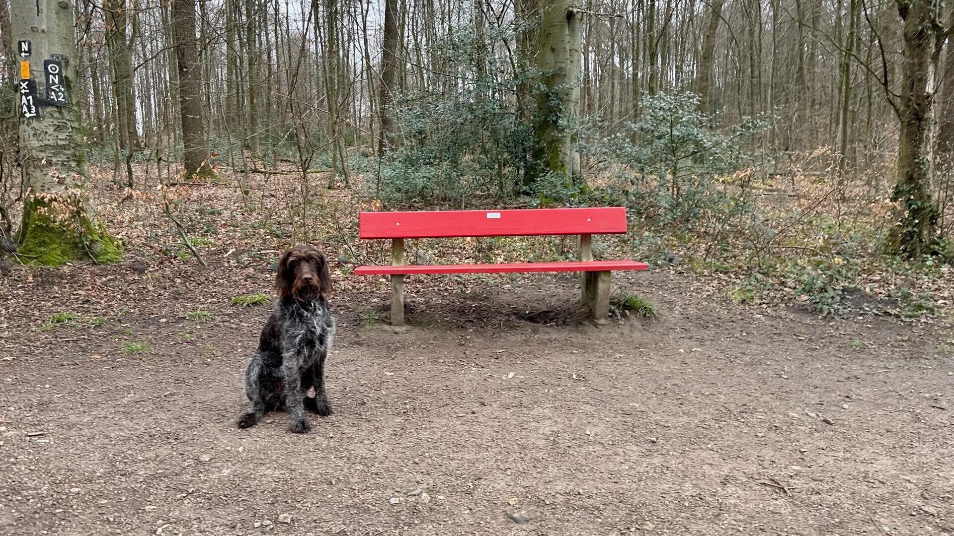 Rote Bank im Wald Rastplatz mit Aussicht am Bergischen Weg