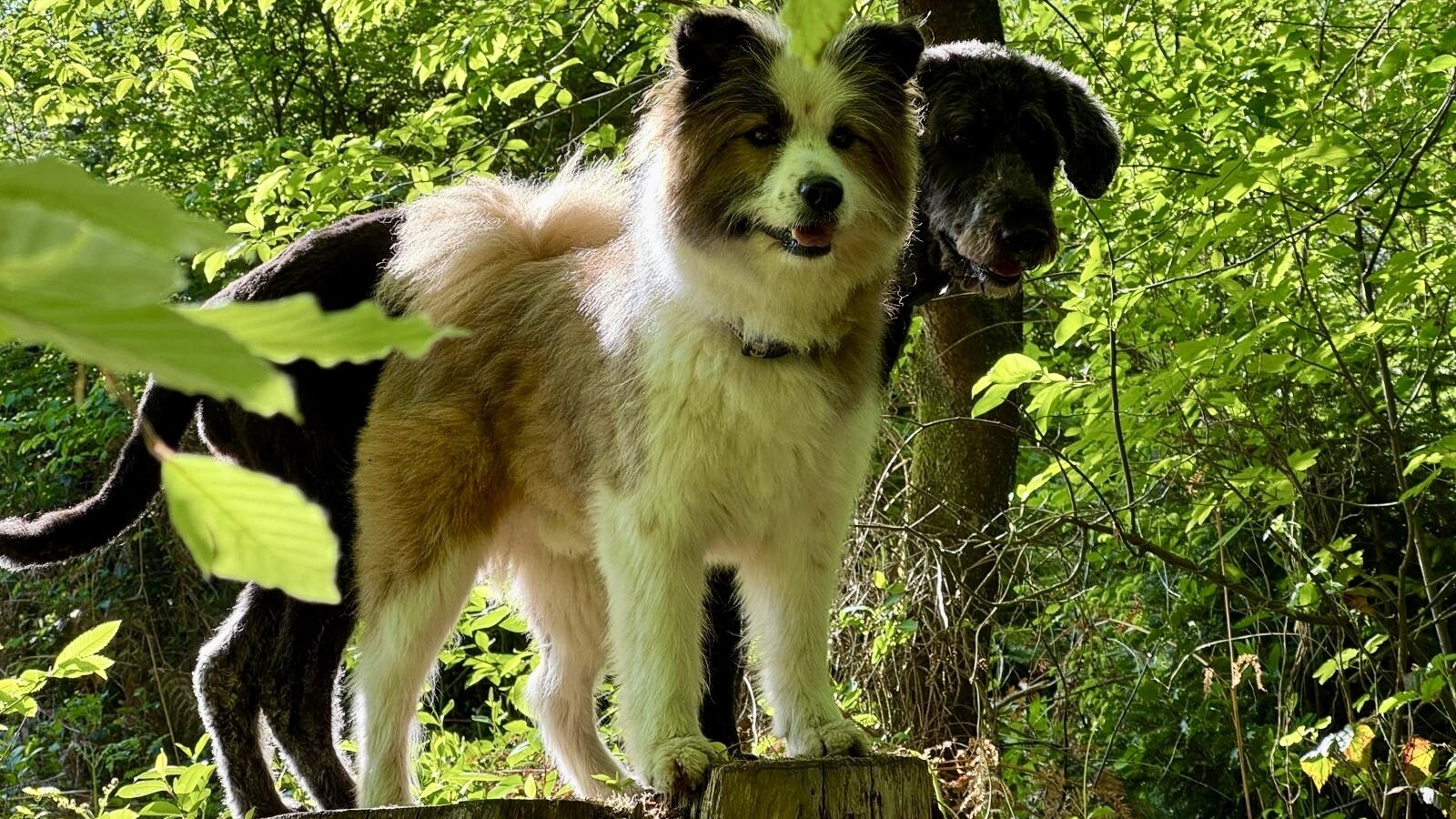 Uno und Emma zu Besuch im Romantik Waldhotel Mangold