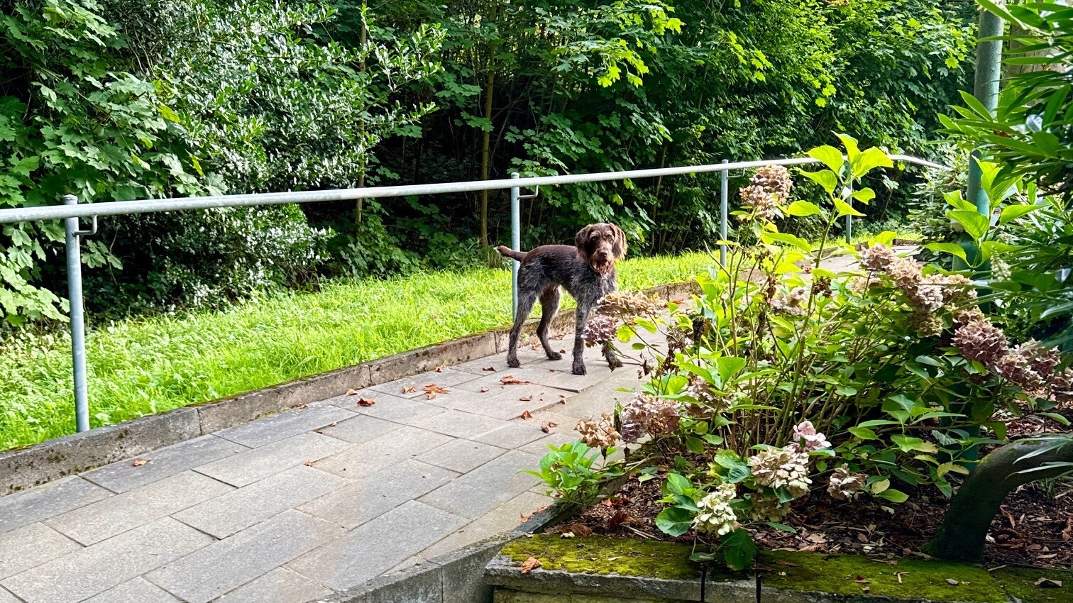Warten auf Herrchen Cenia auf dem Weg in den Wald – direkt am Hotel