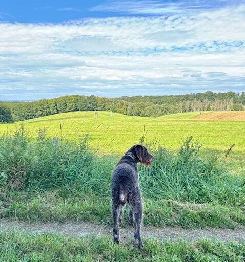 Hotelhund Cenia blickt in die Landschaft im Grünen am Romantik Waldhotel Mangold