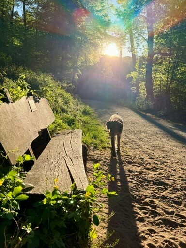 Hotelhund Cenia beim Morgenspaziergang im Wald rund um das Romantik Waldhotel Mangold