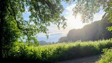 Früher Sommermorgen im Wald am Romantik Waldhotel Mangold im Milchborntal