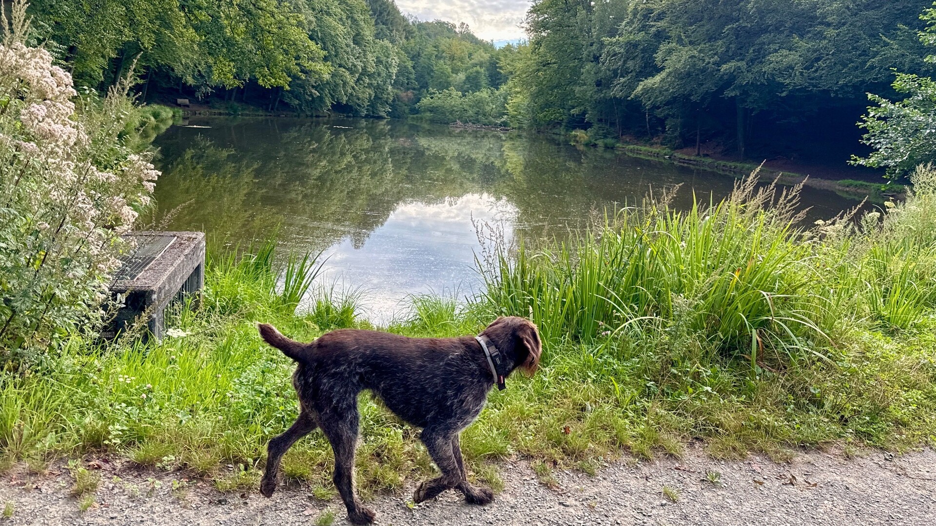Cenia am Kadettenweiher Hotelhund Cenia genießt das Wasser