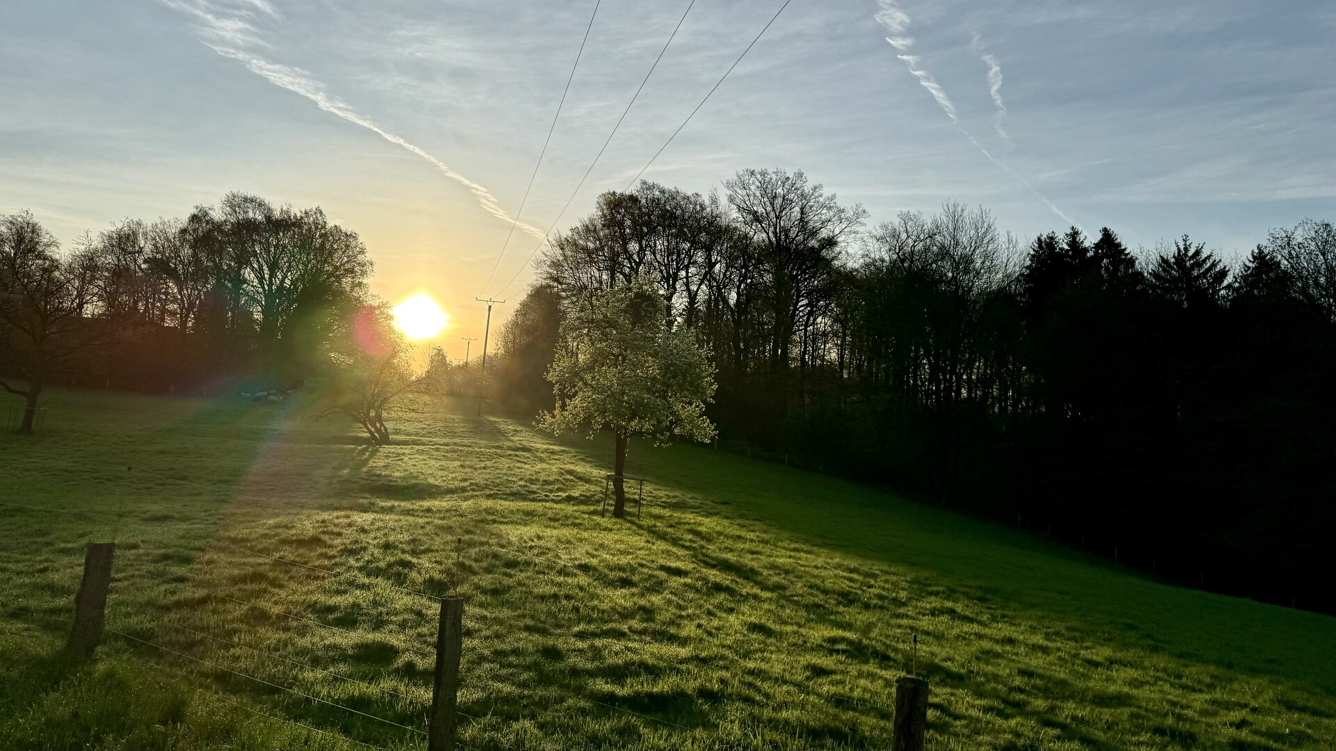 Sonnenaufgang in der Hardt Goldenes Licht über dem Waldstück Hardt